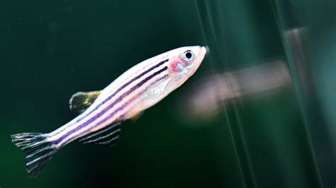 Can Zebra Fish Live Alone? The Truth About Their Social Needs