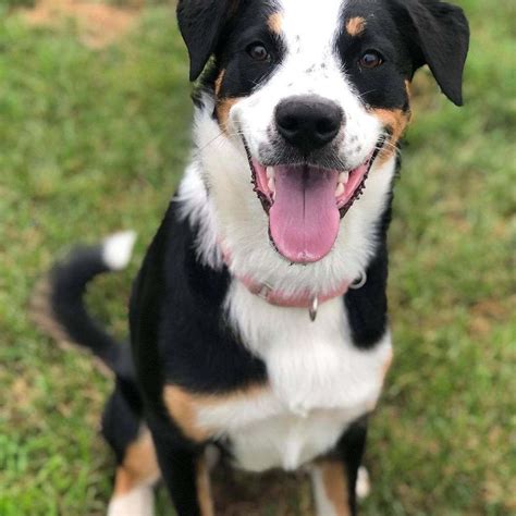 Border Collie Rottweiler Mix: Is It Right for Your Family?