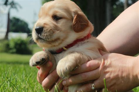 Light Golden Retriever (4) - Windy Knoll Golden Retrievers