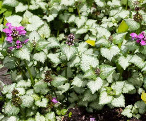 Fast-growing ground cover plants: 12 picks for quick results | Homes ...
