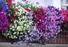 fiori da davanzale piante e fiori da balcone resistenti ds 193 fiori da davanzale piante e fiori da balcone resistenti ds 193