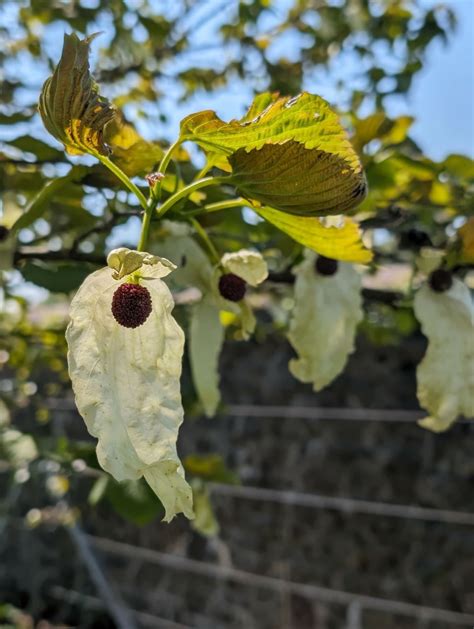 Davidia involucrata - handkerchief tree, dove tree, ghost tree, de ...