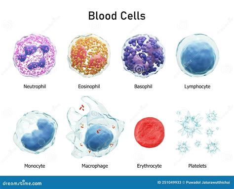 Blood Cells Series . Neutrophils Eosinophils Basophils Lymphocytes Monocytes Macrophages ...
