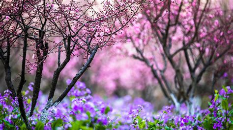 春天的上海有什么踏青赏花的好去处？ - 知乎
