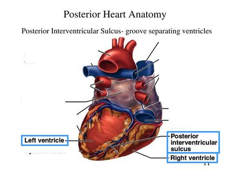 PPT - The Cardiovascular System: The Heart PowerPoint Presentation ...