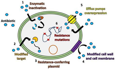 Mechanisms Of Antibiotic Resistance