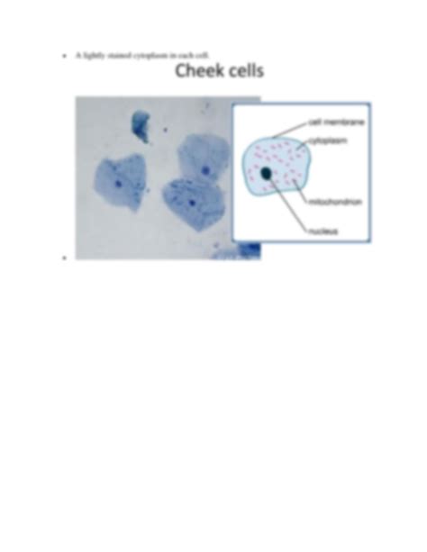Cheeks Cells Under a Compound Microscope 的图像结果