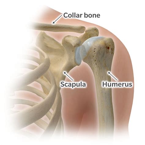 Right Vs Left Scapula Scapula (Shoulder Blade) Fractures OrthoInfo