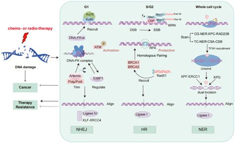 Targeting DNA Damage Response-Mediated Resistance in Non-Small Cell ...
