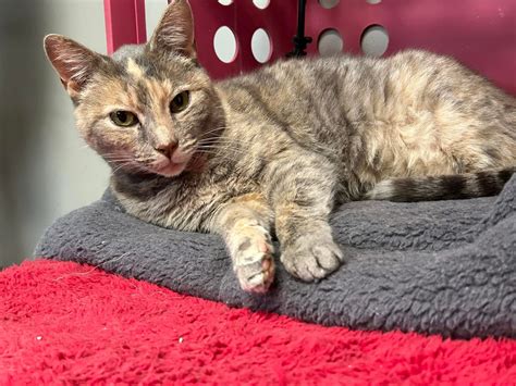 Adopt - River Valley Animal Rescue