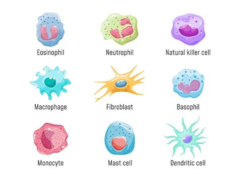 Cells lymphocyte immune system human anatomy blood cell or leukocytes ...