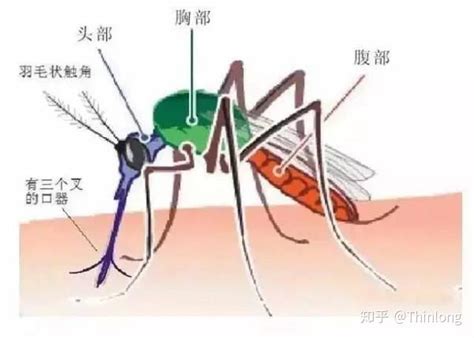 蚊子叮咬后，局部为什么会出现肿块？远离蚊虫叮咬，只需这2招！