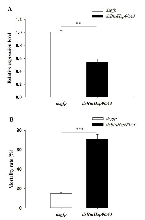 Genome-Wide Identification and Analysis of the Heat-Shock Protein Gene ...
