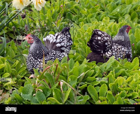 Silver laced wyandotte hi-res stock photography and images - Alamy