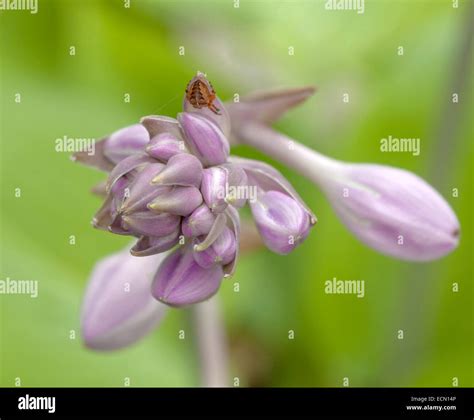Flowering hostas hi-res stock photography and images - Alamy