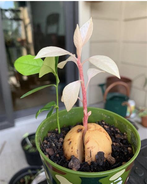 Another instance of an albino avocado sapling! : r/albinoplants