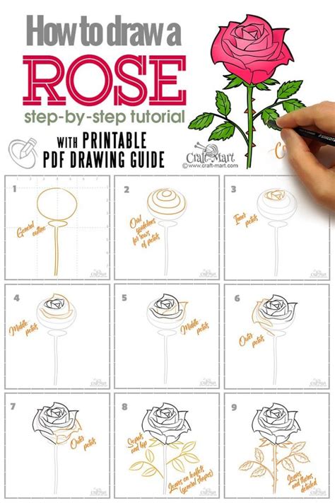 rose drawing guide