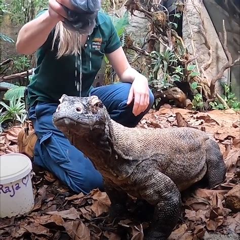 Komodo Dragon Swim 的图像结果