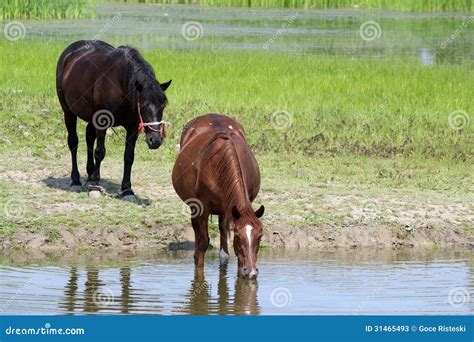 Horses drink water stock image. Image of pond, outdoor - 31465493