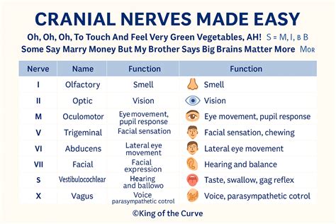 🧠 Cranial Nerves Made Easy: Mnemonics, Functions & NCLEX Tricks — King ...