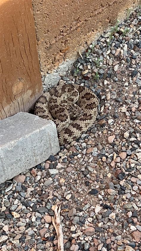 What kind of rattlesnake is this? Seek identified it as a Mohave Green ...