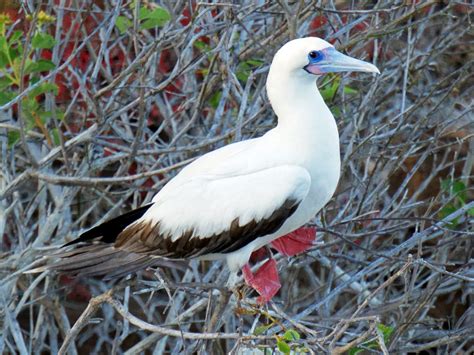 17 White Birds in Hawaii to Spark Your Aloha Spirit - Sonoma Birding