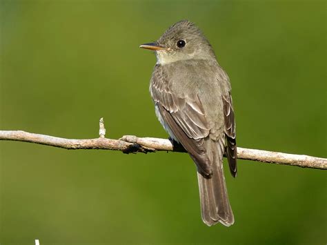 Eastern Wood Pewee
