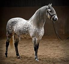 cavallo pomellato mantelli cavallo grigio pomellato coat colors cavallo pomellato mantelli cavallo grigio pomellato coat colors
