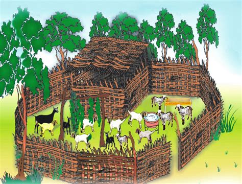 Advancing Goat Farming & Livelihoods: The Innovative Approach of Kid ...