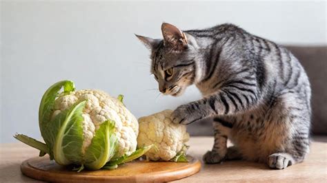 Can Cats Eat Vegetables? Are Vegetables Good For Cats? - Temptations ...