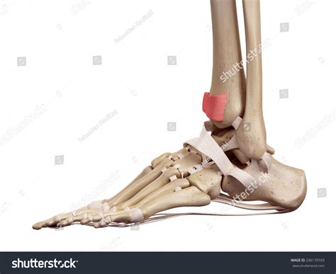 Image result for Extensor Retinaculum