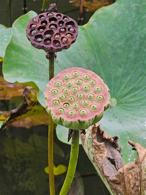 Lotus Seed Pod Trypophobia