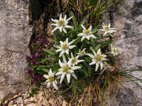 Edelweiss, the star of the Carpathians - Europe's Best Kept Secrets