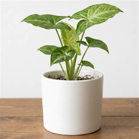 Pick Your Plant