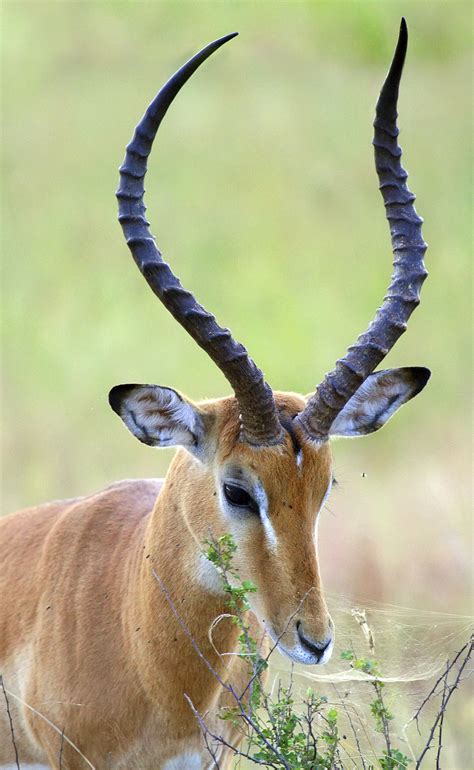 Large African Animal With Horns