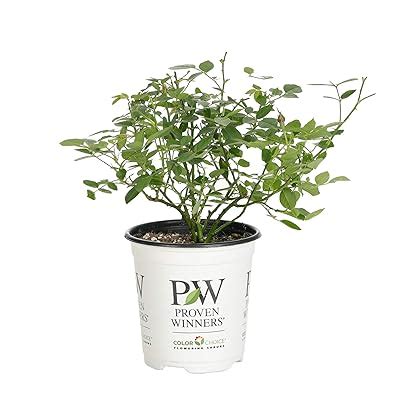 Buy Proven Winners ROSPRC1117800 OSO Easy Urban Legend Rose Live Shrub ...