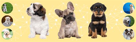 How to Socialize Your Puppy: A Beginner’s Guide – K9 Vitality