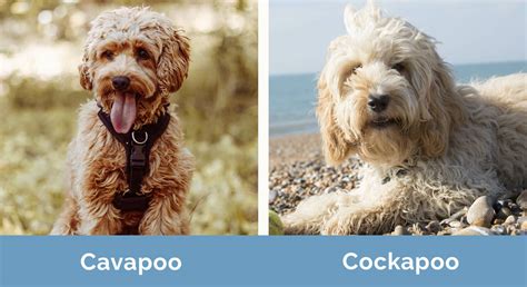 Image result for Cockapoo Memes