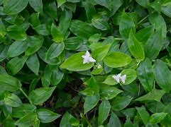 Image result for Baby Bunny Bellies vs Wandering Jew