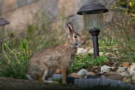 Rabbit+Pointing+At+Clock+Meme Photos, Download The BEST Free Rabbit ...