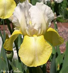 iris fiore coltivazione rizomatose o bulbose giaggiolo iris spp iris fiore coltivazione rizomatose o bulbose giaggiolo iris spp