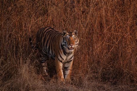Learn the secrets of the jungle in Panna National Park | Condé Nast ...