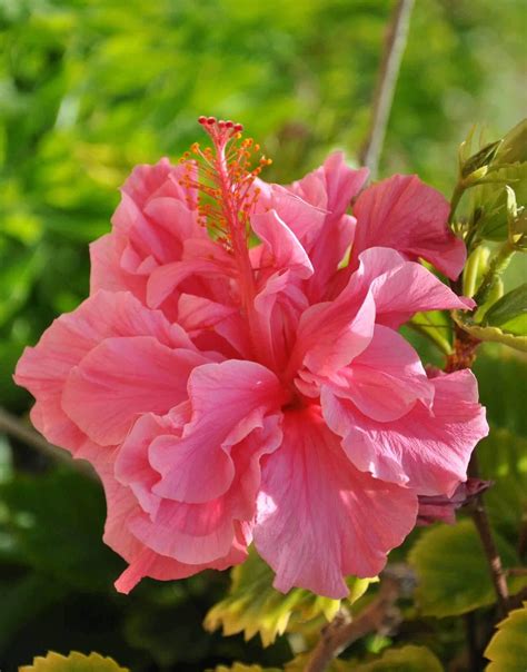 Hibiscus adonicus 'Double Pink' 6" Pot - Hello Hello Plants