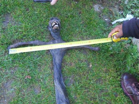 Image result for Alien Creature Show