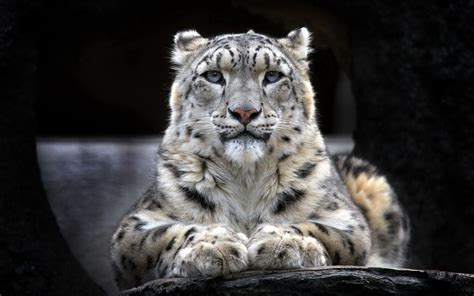 Wallpapers Snow Leopard