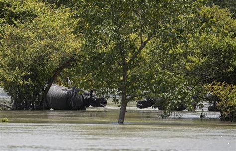 Rhino Census Begins At Assam's Kaziranga After 400 Of Vulnerable ...