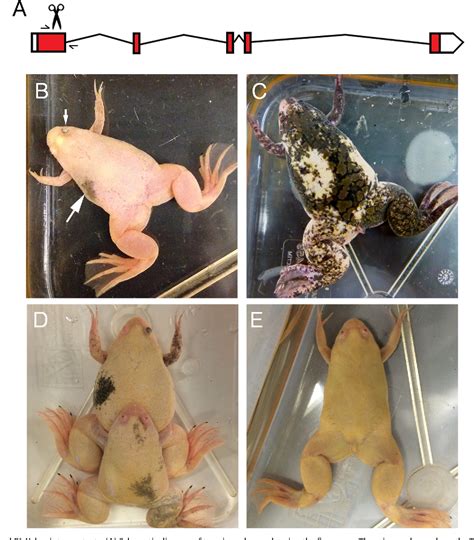 Xenopus Albino