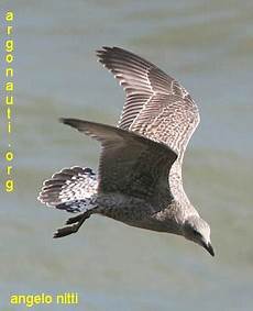 gabbiano reale nordico gabbiano reale nordico larus argentatus gabbiano reale nordico gabbiano reale nordico larus argentatus