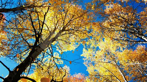叶 秋季 植物 树叶 大自然 布朗 黄色 质地 纹理图片免费下载 - 觅知网