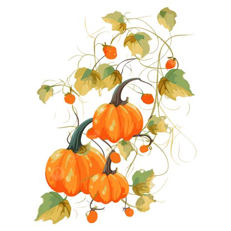 Pumpkin Vine Vector, Sticker Clipart Orange Pumpkins With Leaves And ...